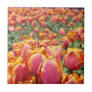 Festival de Flores de Tulipán Baldosa Arte Tulipan