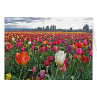 Festival del tulipán