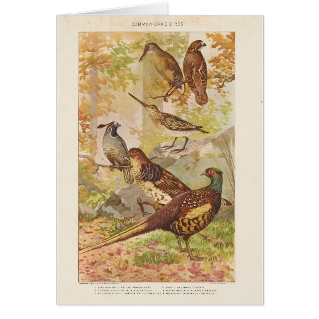Fheasant and Game All Occasion Blank Greet (Frente)