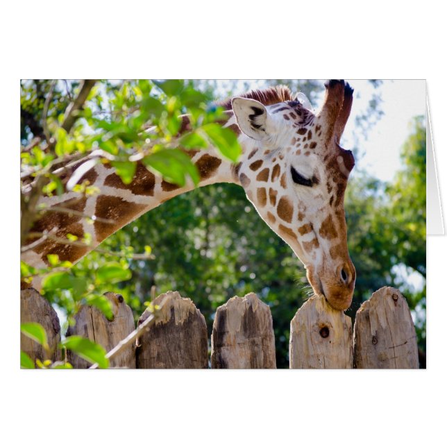 Fiberlicioso (Anverso (Horizontal))