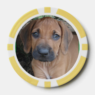 FICHA DE PÓKER del perrito de la raza del mascota