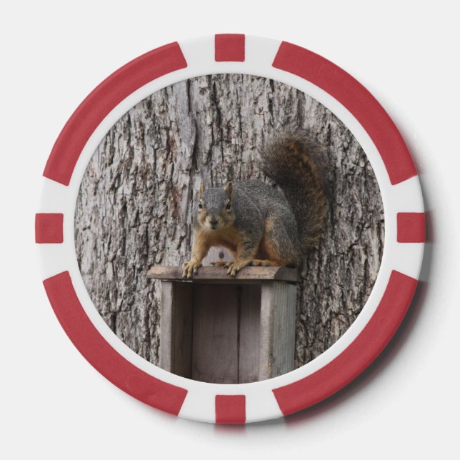 Fichas De Póquer Ardilla (Anverso)