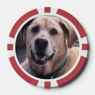 Fichas De Póquer Chips de poker para perros