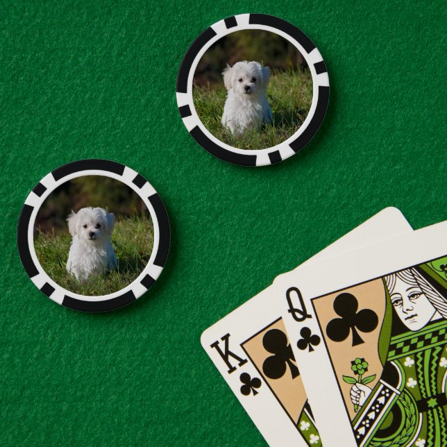 Fichas De Póquer Cute white puppy (Mesa de Poker (Doble))