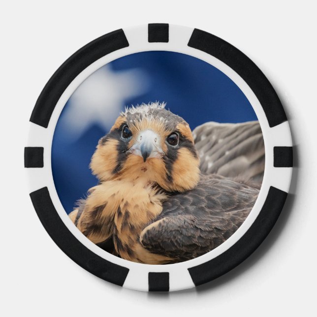 Fichas De Póquer Halcón diplomado con bandera (Anverso)