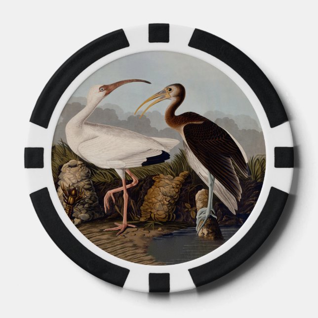 Fichas De Póquer John James Audubon White Ibis Bird Print Classic (Anverso)