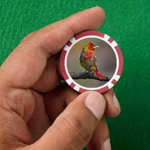 Fichas De Póquer Moldura de Tanager de escarlata - Fotografía origi