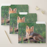 Fichero Cutest Baby Animals | Red Fox Kit Relaxing<br><div class="desc">This Getty Cutest Baby Animals photo features an adorable Red Fox kit relaxing near the den,  Delaware.</div>