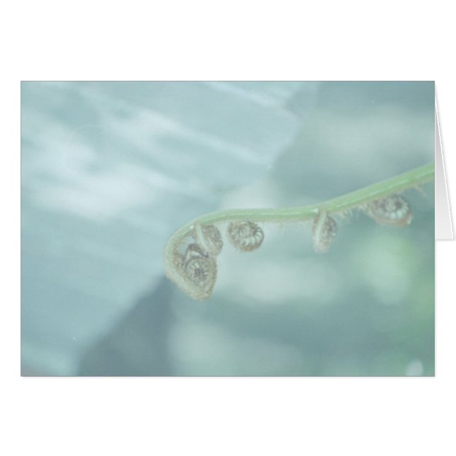 fiddle dee dee. (Anverso (Horizontal))