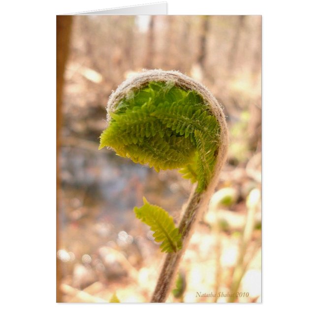 Fiddlehead Fern Card (Frente)