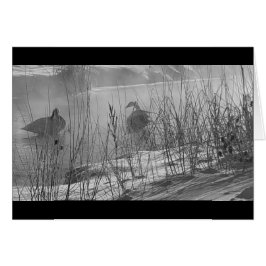 Fidelity ~ tarjeta de cisnes de invierno