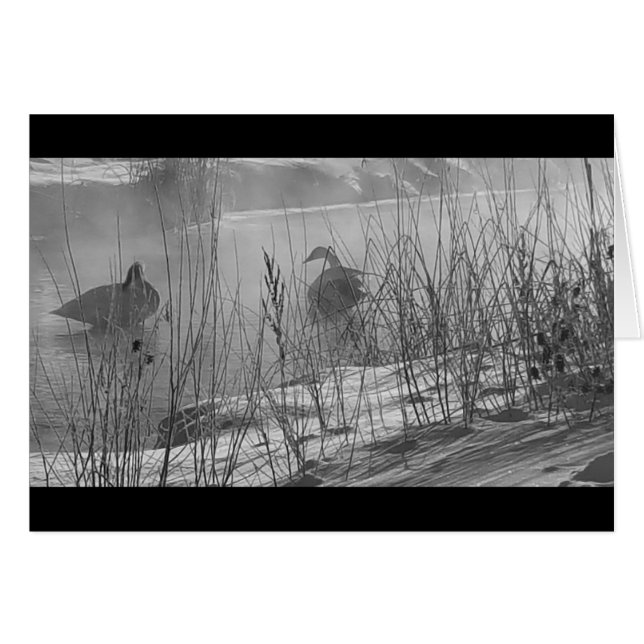 Fidelity ~ tarjeta de cisnes de invierno (Anverso (Horizontal))