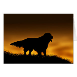 Fiel Golden Retriever