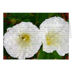 Field Bindweed