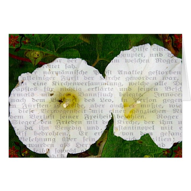 Field Bindweed (Anverso (Horizontal))