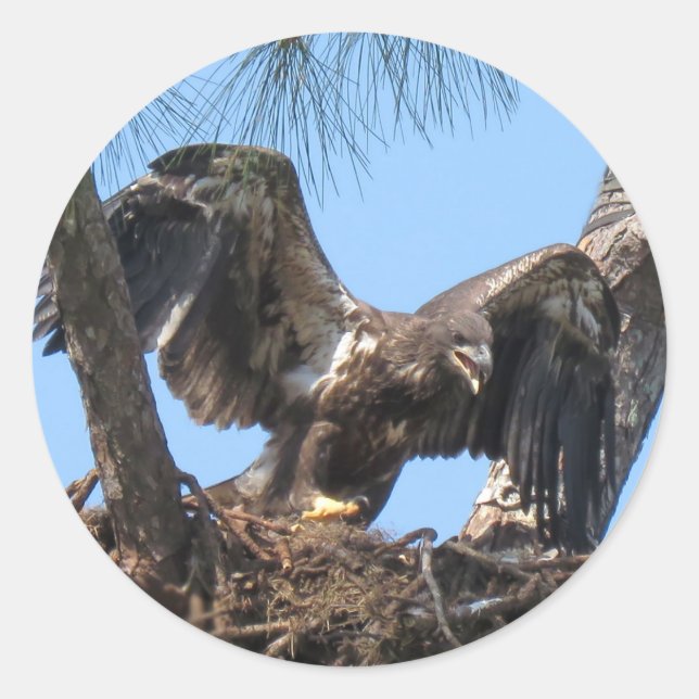 Fierce Pegatinas del Águila Joven (Anverso)