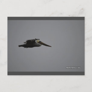 Fierce Pelican III   Postal Blue Beach Song™