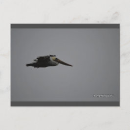 Fierce Pelican III | Postal Blue Beach Song™