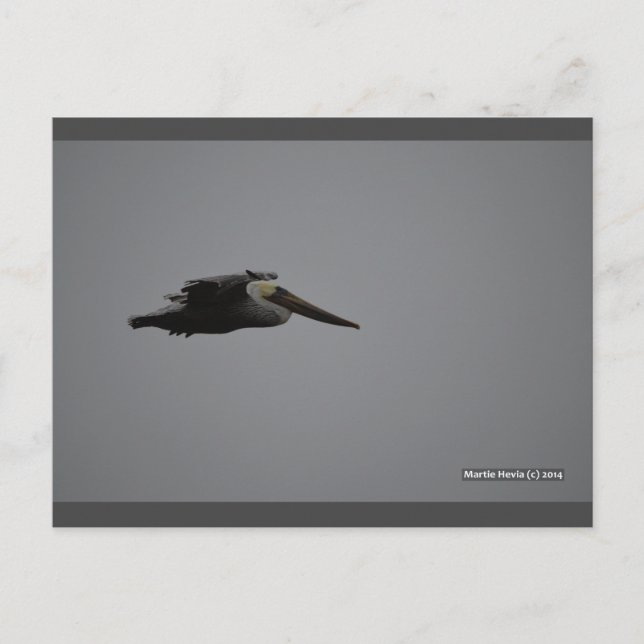 Fierce Pelican III | Postal Blue Beach Song™ (Anverso)