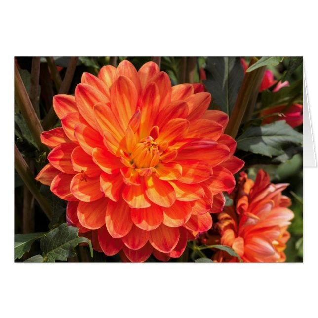 Fiery Dahlia (Anverso (Horizontal))