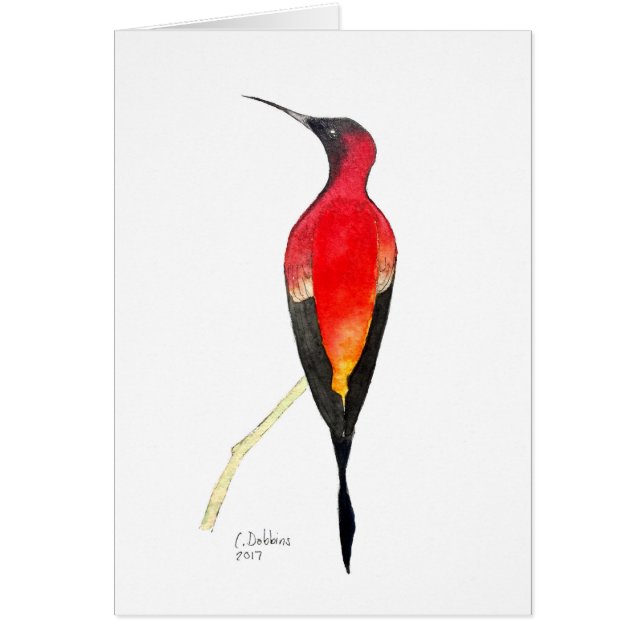 Fiery Topaz Hummingbird (Frente)