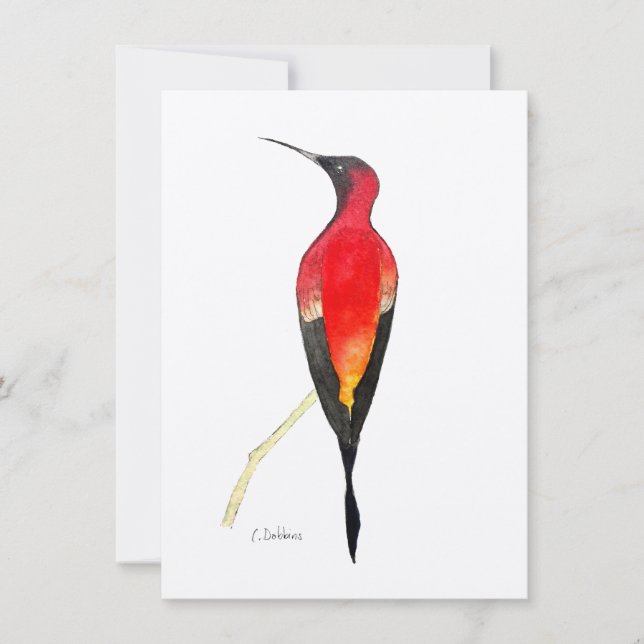 Fiery Topaz Hummingbird (Anverso)