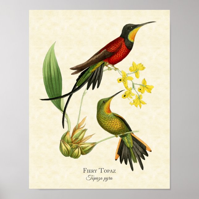 Fiery Topaz Hummingbirds Arte Imprimir (Frente)
