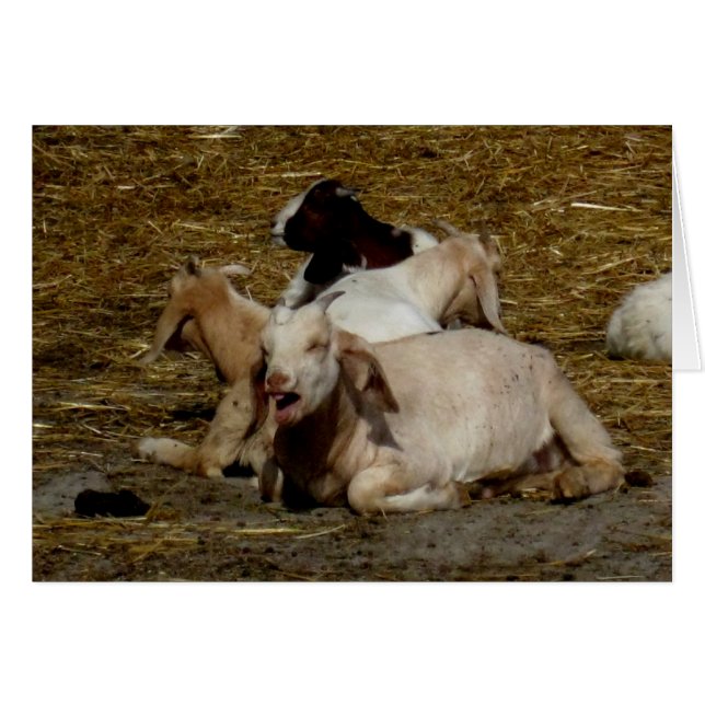 Fiesta Blank_Goat (Anverso (Horizontal))