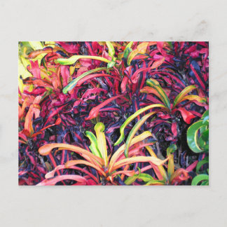 Fiesta de color - postal