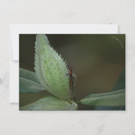 Fiesta de insectos: Oncopeltus fasciatus/Sarcophag