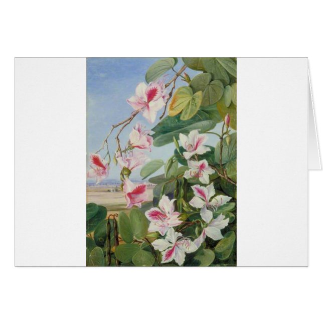 Fiesta de Primavera de Flores Rosadas Chorros de P (Anverso (Horizontal))