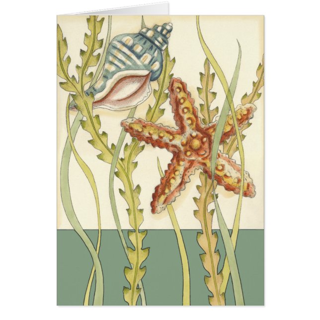 Fiesta de shell multicolor (Frente)