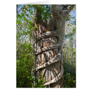Fig Strangler, Gran ciprés, Florida