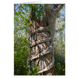 Fig Strangler, Gran ciprés, Florida