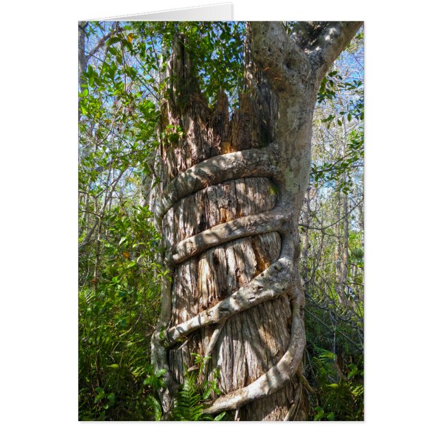Fig Strangler, Gran ciprés, Florida (Frente)