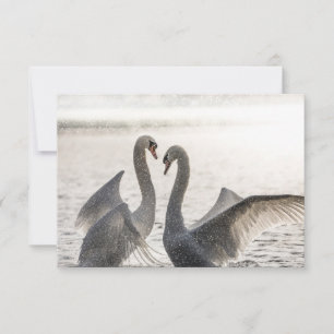 Fighting Swans Nature Photo Card