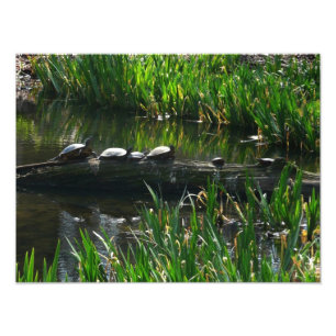 Fila de Tortugas Foto Verde de la Naturaleza