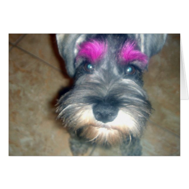 Fila rosa - Schnauzer en miniatura (Anverso (Horizontal))