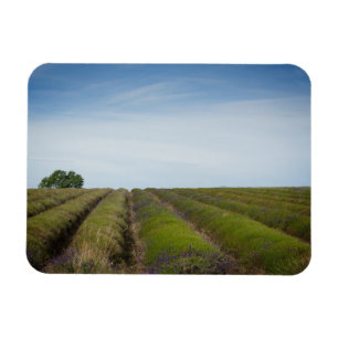 Filas de la lavanda después del imán del