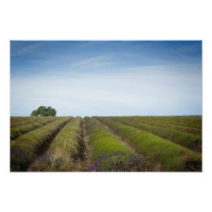 Filas de lavanda después de la cosecha foto impres