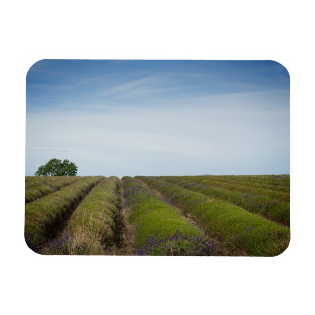 Filas de lavanda después de la cosecha imán rectan (Horizontal)