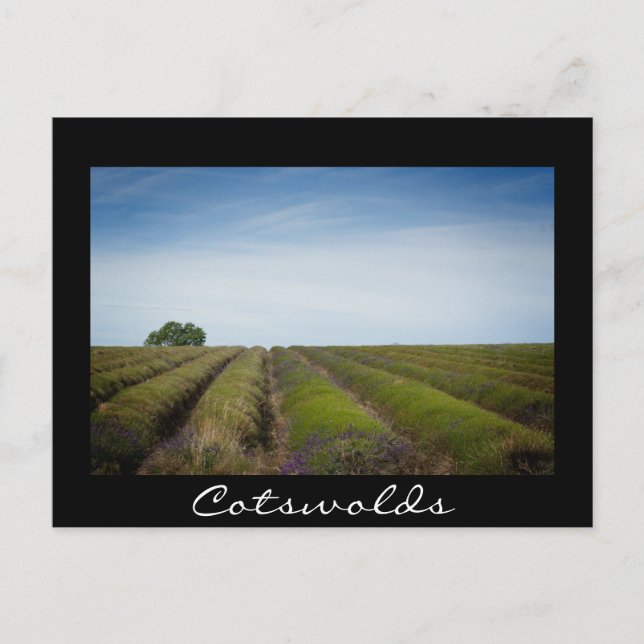 Filas de lavanda después de la cosecha postal negr (Anverso)