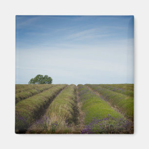Filas de lavanda después del imán de cosecha