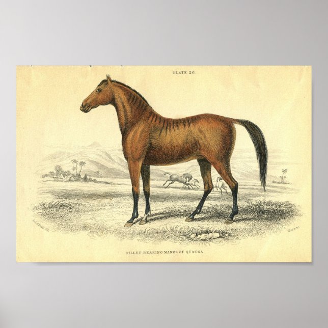 Filete de impresión de caballos de época (Frente)