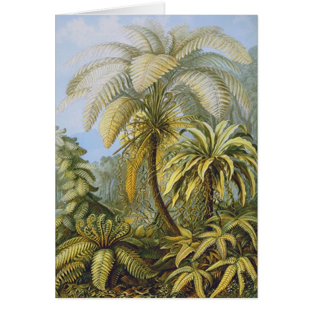 Filicinae (Ferns), Ernst Haeckel Bella Artes (Frente)