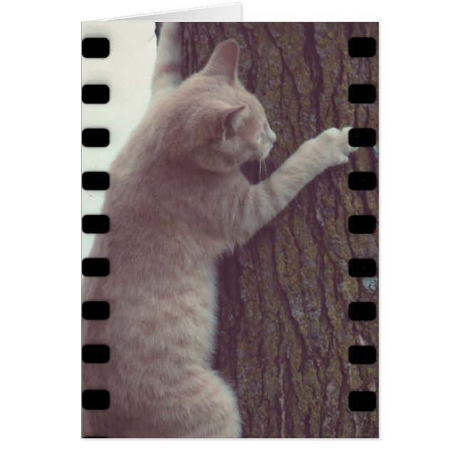 Film Rascal (Frente)