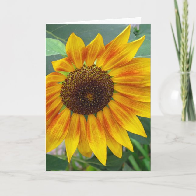 Finales de la tarjeta del girasol del verano (Anverso)