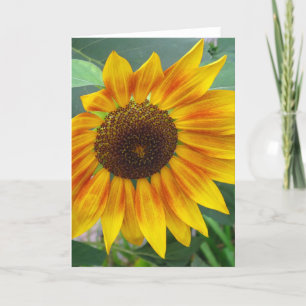 Finales de la tarjeta del girasol del verano