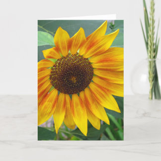Finales de la tarjeta del girasol del verano