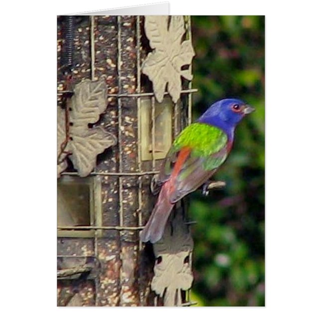 finch-1-feb5-06 (Frente)